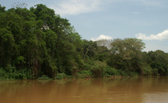 Amazonian landscape